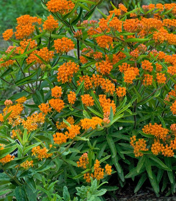 <p>butterfly weed</p>