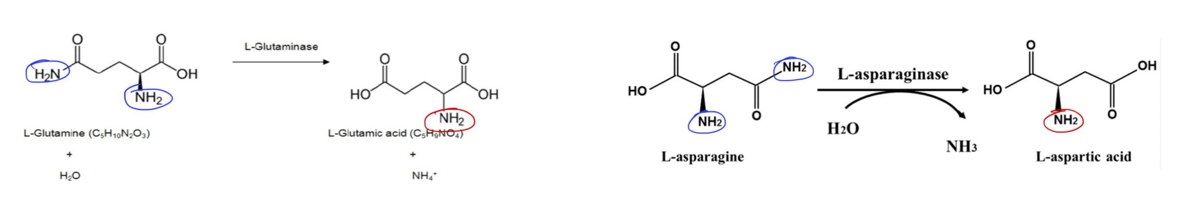 <p>Hydrolytic deamination (AA with amide groups)</p><p>Includes: asparagine and glutamine</p><p>Enzymes: hydrolases:&nbsp;</p><ul><li><p>Glutaminase: converts Q → E + NH3 (in the liver, enters urea cycle)</p></li><li><p>Asparaginase: converts N → D + NH3</p></li></ul><p></p>