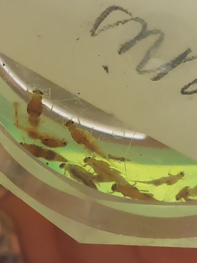 <p>Square-shaped gills on abdominal segment 2</p><ul><li><p>inner edges of gills meet or almost meet medially</p></li></ul><p>Robust thorax, notum fused between forewings for at least half length of pads</p><p></p>
