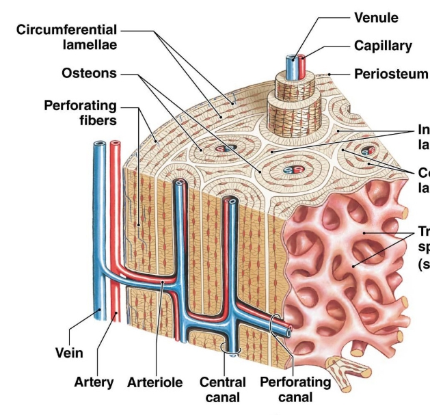 <p>A dense and strong type of bone tissue that provides structural support and protection, making up the outer layer of long bones. </p>