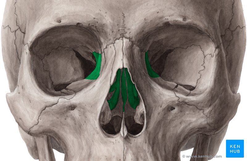 <p>Silbenet. Del av näsväggen och mediala delen av orbitan. Neurokraniet. </p>