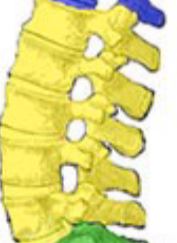 <p>Relatively short section of vertebrae, forms the lower back.</p>