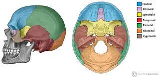 <p>single, irregular, bat-shaped bone forming part of the cranial floor </p>