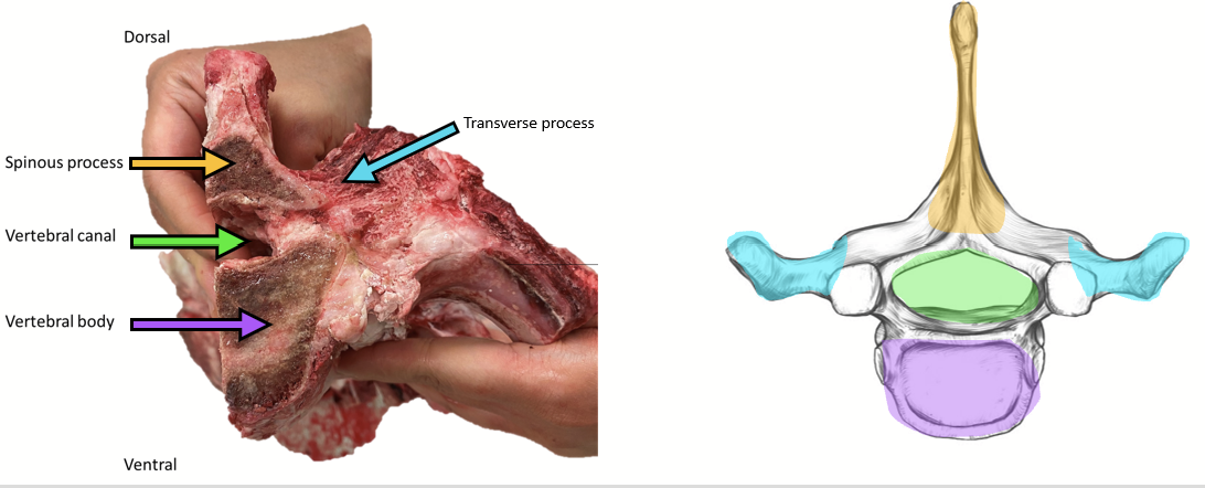 <p>Each is comprised of:</p><ul><li><p>A cylinder-shaped mass forming the ventral part, called the vertebral body (purple).</p></li><li><p>Processes: small bony projections on the transverse and dorsal sides (orange and blue).</p></li><li><p>A vertebral canal which contains the spinal cord (green).</p></li></ul><p></p>