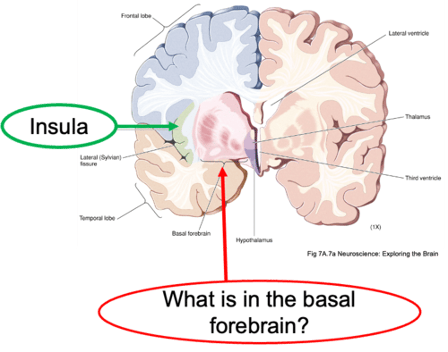 <p>What is the insula's functions range?</p>