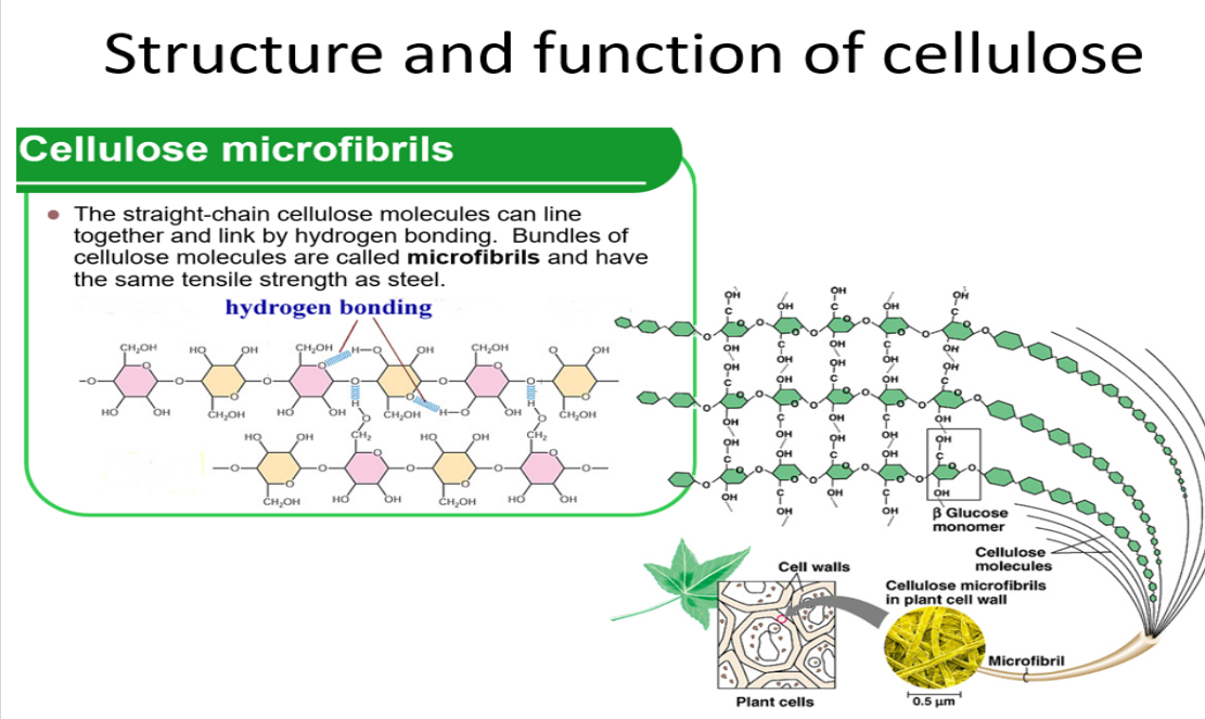 <p>1.B-glucose</p><p>2.180 degrees</p><p>3.hydrogen</p><p>4.fibres</p><p>5.tensile</p><p>6.turgor</p>