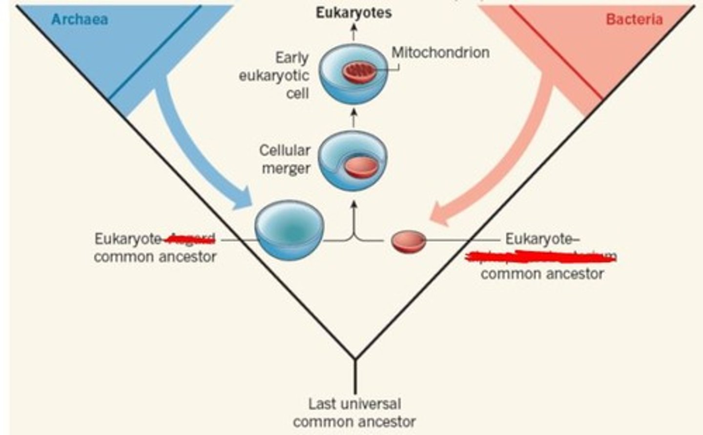 <p>Alphaproteobacterium</p>