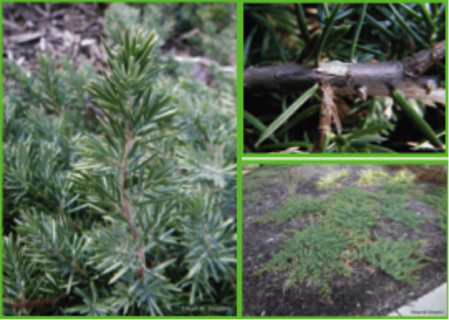 <p>Juniper, Shore</p>