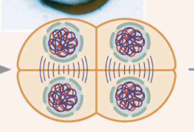 <ul><li><p>chromosomes arrives at the spindle poles</p></li><li><p>cytoplasm divides again</p></li><li><p>nuclear membrane reforms around chromosomes</p></li><li><p>4 genetically non-identical haploid gametes form</p></li><li><p>haploid 23 </p></li></ul><p></p>