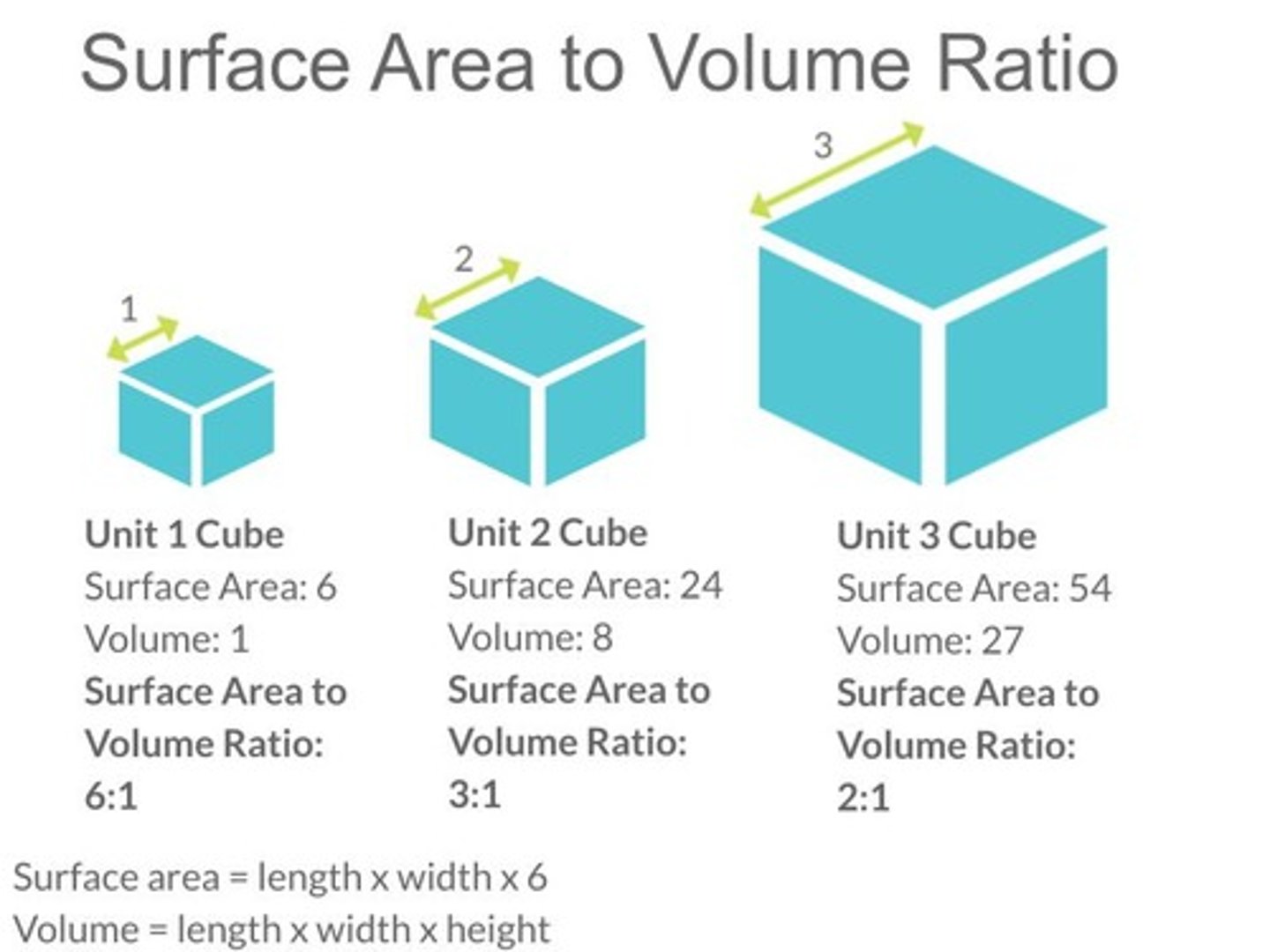 <p>Influences cell size and biochemical efficiency.</p>