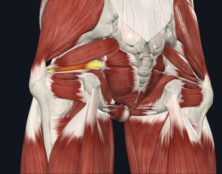 <p>Goods - Name the Yellow highlighted muscle </p>