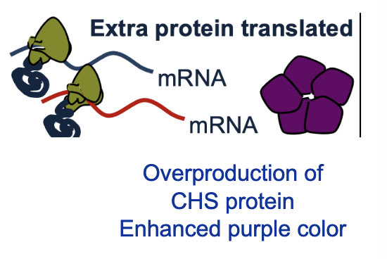 <p>Extra protein translated, overproduction of CHS protein, enhanced purple color</p>