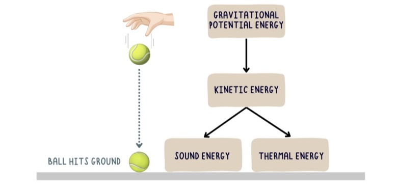<p>When a ball is dropped, gravitational potential energy becomes kinetic energy as it accelerates downwards. Upon impact with the floor, this kinetic energy will become thermal energy and sound energy. The energy never ceases, it is transferred between forms.</p>