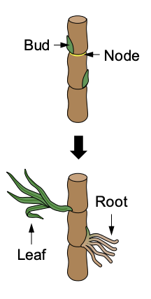 Plants have the capacity for **vegetative propagation**, small parts of the plant **grow independently.**

* **Stem cuttings** are separated portions of plant stems that can **regrow into new, independent clones.**