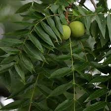 <p>leaf: alternate, pinnately compound, 12-24 leaflets</p><p>twig: stout, scary face leaf scar, short and hairy buds</p><p>bark: chocolate brown, deep diamond pattern</p>