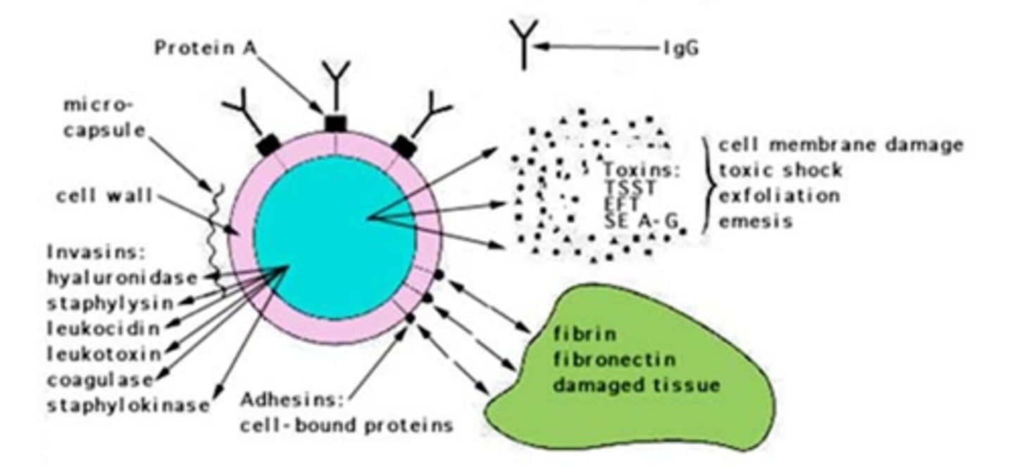 <p>Traits that make bacteria more pathogenic.</p>