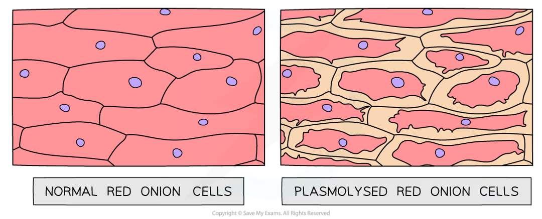 <ul><li><p>potato in distilled water gains most mass because of a high conc. gradient → water moves in by osmosis, increasing turgor pressure, making the potato firm</p></li><li><p>potato in strongest solution loses the most mass as water moves out by osmosis → making cells flaccid and the potato turns soft </p></li><li><p>if there was no net movement, conc. was same as in the cytoplasm of the potato cells</p></li></ul><p></p>