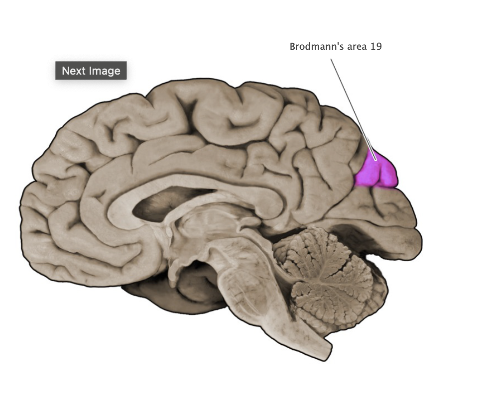<p>Sensory cortical area in the medial and lateral aspect of the occipital lobe; this area is part of the extrastriale visual cortex that surrounds the primary visual cortex (area 17 is also known as "striate cortex").</p>