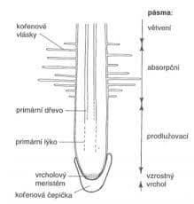 <p>b<br></p>