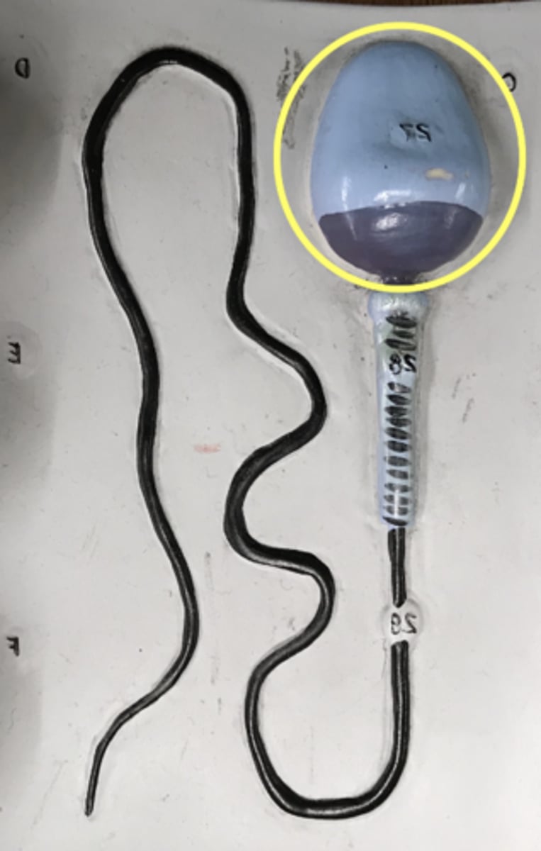 <p>name this region</p>