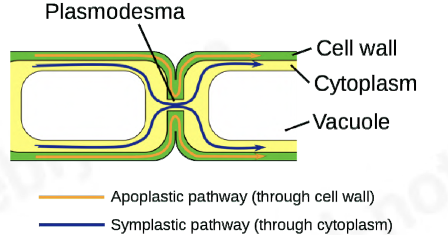 <ul><li><p><span>plant cells are linked to neighboring cells by means of fine strands of cytoplasm called plasmodesmata which pass through pore-like structures in their walls</span></p></li><li><p><span>allows the transport of water, sucrose, amino acids, ions, etc., between cells without crossing membranes</span></p></li><li><p><span>this is called movement through the symplastic pathway</span></p></li><li><p><span>allows communication/signaling between cells</span></p></li></ul>