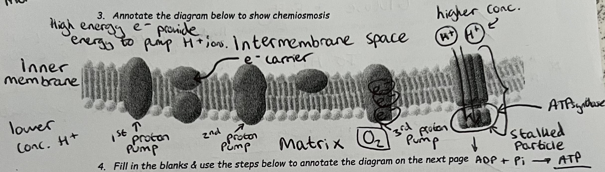 knowt flashcard image