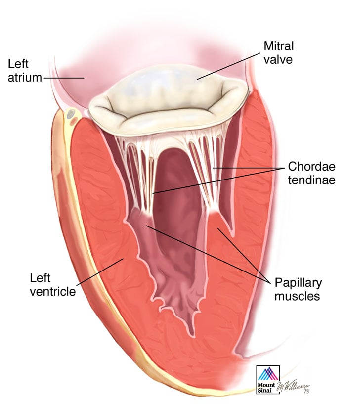 <p>between atria and ventricles</p><ul><li><p>Mammals: attached via c.t strands called <strong>Chordae Tendineae</strong> to <strong>Papillary Muscles</strong> (bundles of smooth muscle)</p></li></ul><p></p>
