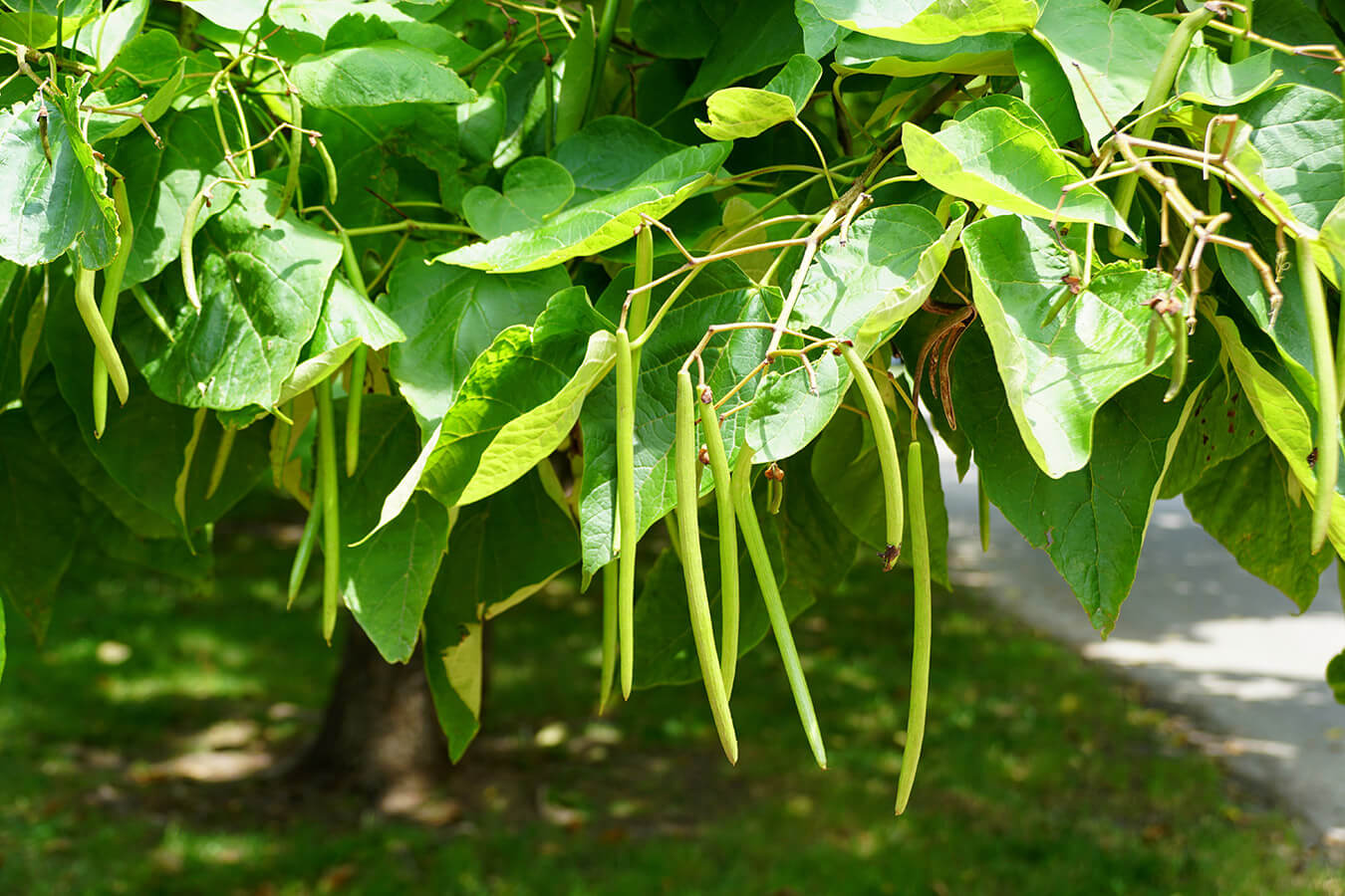 <p>Excurrent, large heart-shaped leaves, trunk thick at base but tapering quickly, irregular crown, fruits are long cylindrical pods, whirled arrangement, fuzzy seeds</p>
