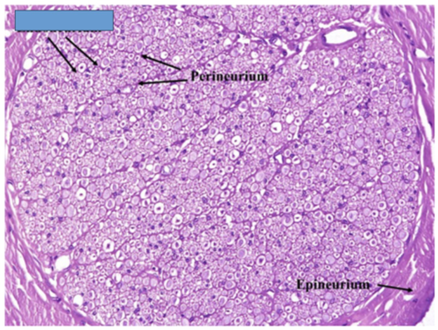 <p>Identify the structure</p>