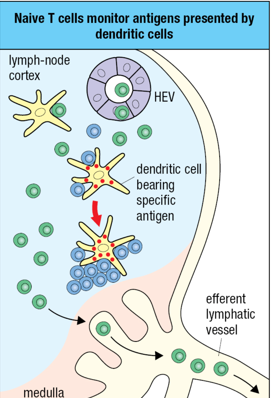 <p>proliferate and differentiate into effector cells</p>