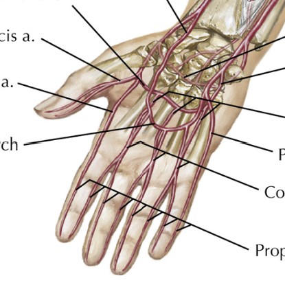 <p>Which arteries:</p><ul><li><p>Arch of arteries in palm of hand</p></li></ul><p></p>