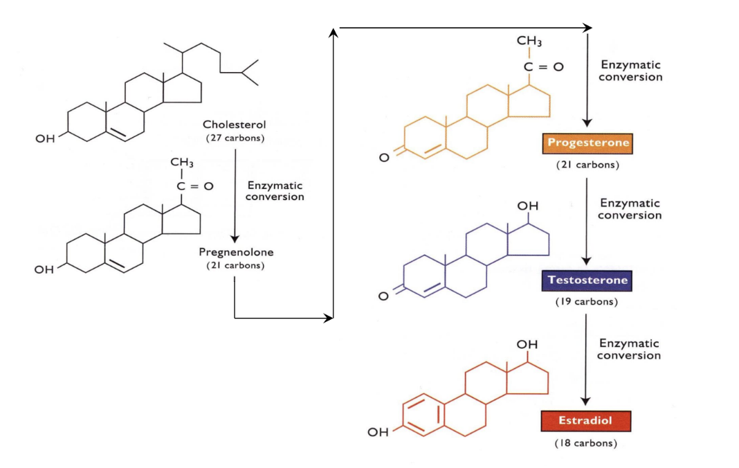 <ul><li><p><span style="background-color: transparent; font-family: "Times New Roman", serif;"><span>Any steroid starts out as cholesterol and goes through a series of enzymatic reactions</span></span></p></li><li><p><span style="background-color: transparent; font-family: "Times New Roman", serif;"><span>Cholesterol can be converted to Pregnelolone</span></span></p></li><li><p><span style="background-color: transparent; font-family: "Times New Roman", serif;"><span>Pregnelolone converted by enzymes to Progesterone</span></span></p></li><li><p><span style="background-color: transparent; font-family: "Times New Roman", serif;"><span>Progesterone converted to Testosterone</span></span></p></li><li><p><span style="background-color: transparent; font-family: "Times New Roman", serif;"><span>Testosterone (if there are the enzymes present) will be converted to Estradiol</span></span></p></li><li><p><span style="background-color: transparent; font-family: "Times New Roman", serif;"><span>In order to get any of these steroid, the appropriate enzymes need to be present and in place to complete each conversion</span></span></p></li></ul><p></p>