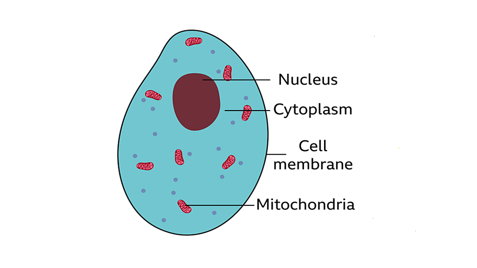 <p>What sub cellular structures are found in both animal cells and plant cells?</p>
