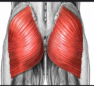<p>Large superficial hip muscle that extends the thigh; forms bulk of buttocks.</p>