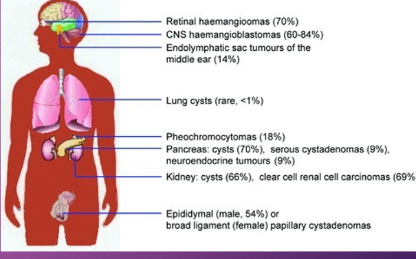 <p>Patients with Von-Hippel Lindau syndrome have an _____ risk of developing pancreatic ________ tumor </p>
