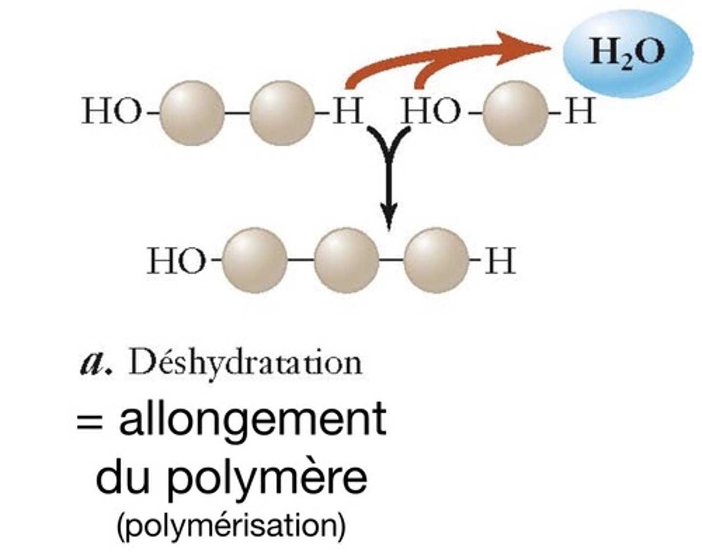 <p>Réaction d'assemblage (synthèse) des monomères. On perd une molécule d'eau</p>