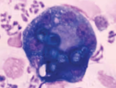 <p>found in regions of na: ohio river valley, missouri, mississippi, mid-atlantic states, pacific northwest, and canada </p>