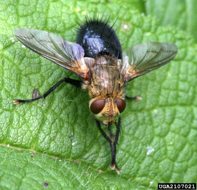 <p>tachinidae</p>