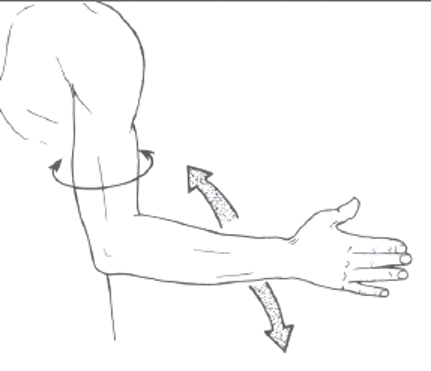 <p>Medial rotation of the humerus.</p>