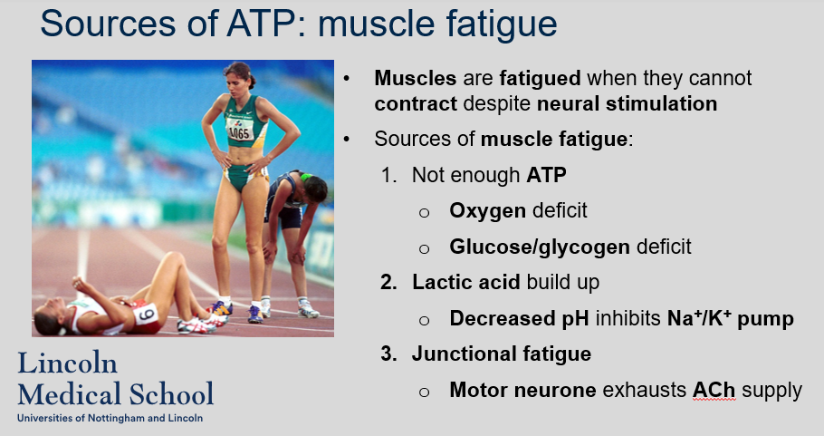 <p>The sources of muscle fatigue are:</p><ol><li><p>Not enough ATP</p></li></ol><ul><li><p>Oxygen deficit</p></li><li><p>Glucose/glycogen deficit</p></li></ul><ol start="2"><li><p>Lactic acid build up</p></li></ol><ul><li><p>Decreased pH inhibits Na+/K+ pump</p></li></ul><ol start="3"><li><p>Junctional fatigue</p></li></ol><ul><li><p>Motor neurone exhausts ACh supply</p></li></ul>