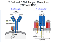 <p>member of Ig superfamily</p><ul><li><p>dimers of 2 polypeptide chains: (alpha and beta in 95% of cases, gamma delta in 5% (less diverse-fewergenes))</p></li><li><p>alpha chain with V&amp;J segment genes</p></li><li><p>beta chain with V,D,J segment genes -variable regions of both alpha and beta chains contain 3 CDR&apos;s. (CDR3 most variable in sequence and length)</p></li></ul><p>-diversity brought about by junctional diversity and insertions/deletions.</p><ul><li><p>recognises and binds linear peptides processed and presented by MHC proteins.</p></li><li><p>expressed only as membrane proteins complexed with CD3 as T cell receptor complex.</p></li><li><p>interact with MHC proteins through CDR1 and CDR2.</p></li><li><p>interact with foreign peptide through CDR3.</p></li></ul>