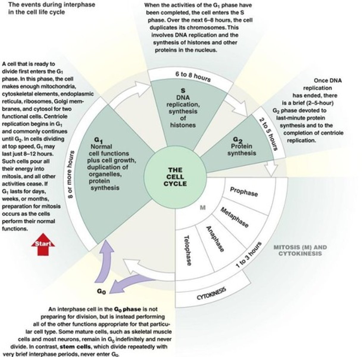 <p>Replacing cells and generating new cells, important for growth and repair.</p>