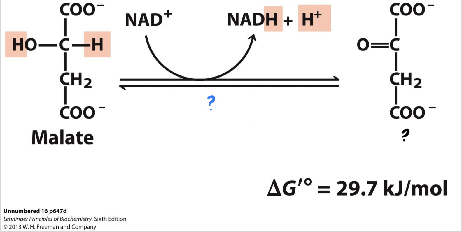 <ul><li><p>The substrate is oxidized, reducing NAD+ to NADH and regenerating ____________.</p></li></ul>