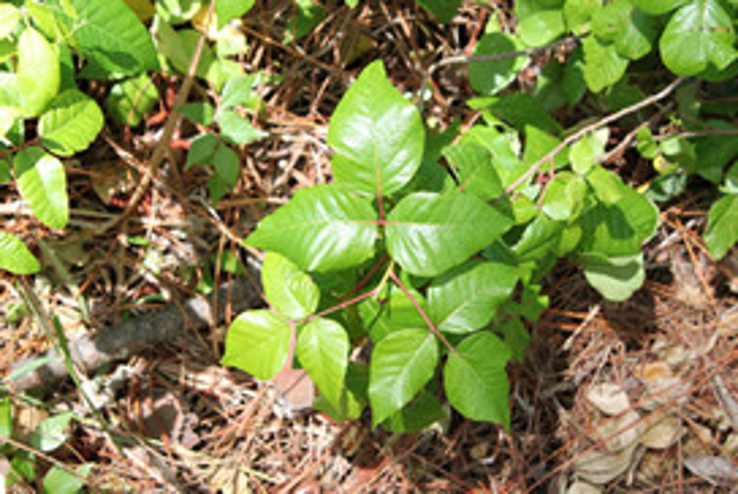 <p>Toxicodendron spp.</p>