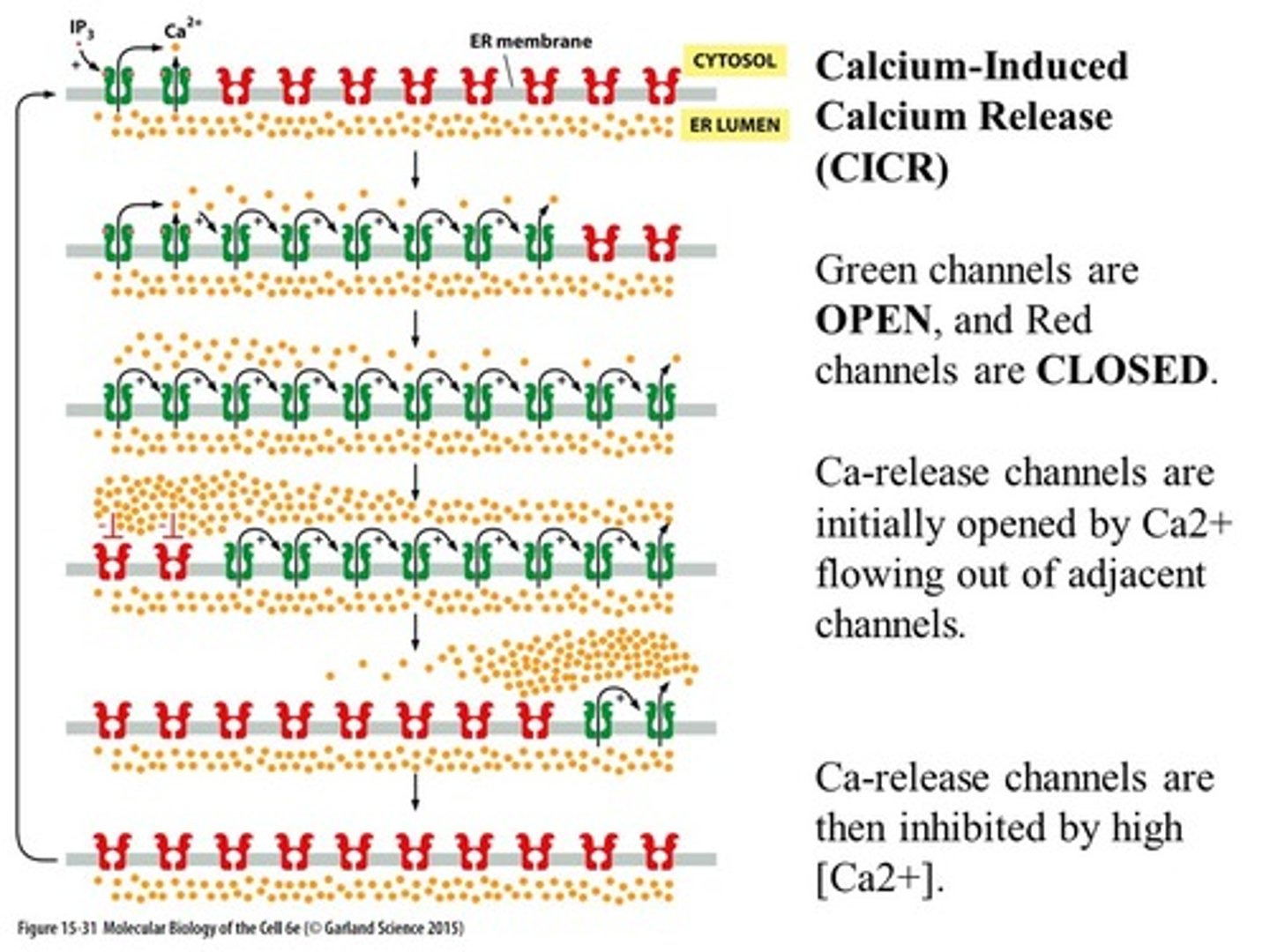 <p>influx of Ca2+ causes release of more Ca2+ from SR through ryanodine receptors</p>