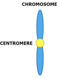 <p>Tightly packed and condensed DNA. Seen during mitosis</p>