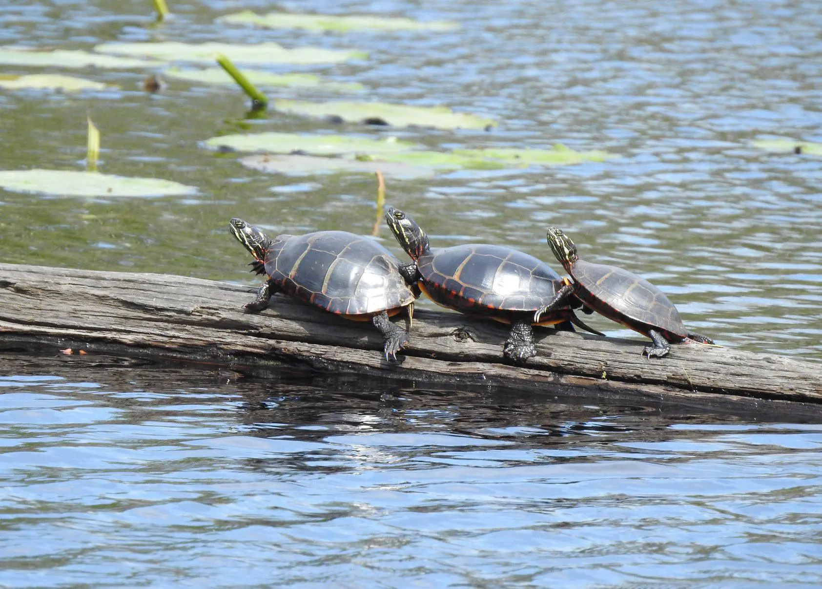 <p><span style="font-family: times new roman">Eastern Painted Turtle</span></p>