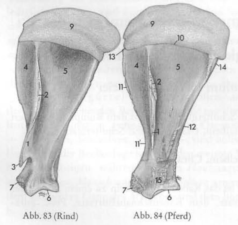 <p>Scapula 1-9</p>
