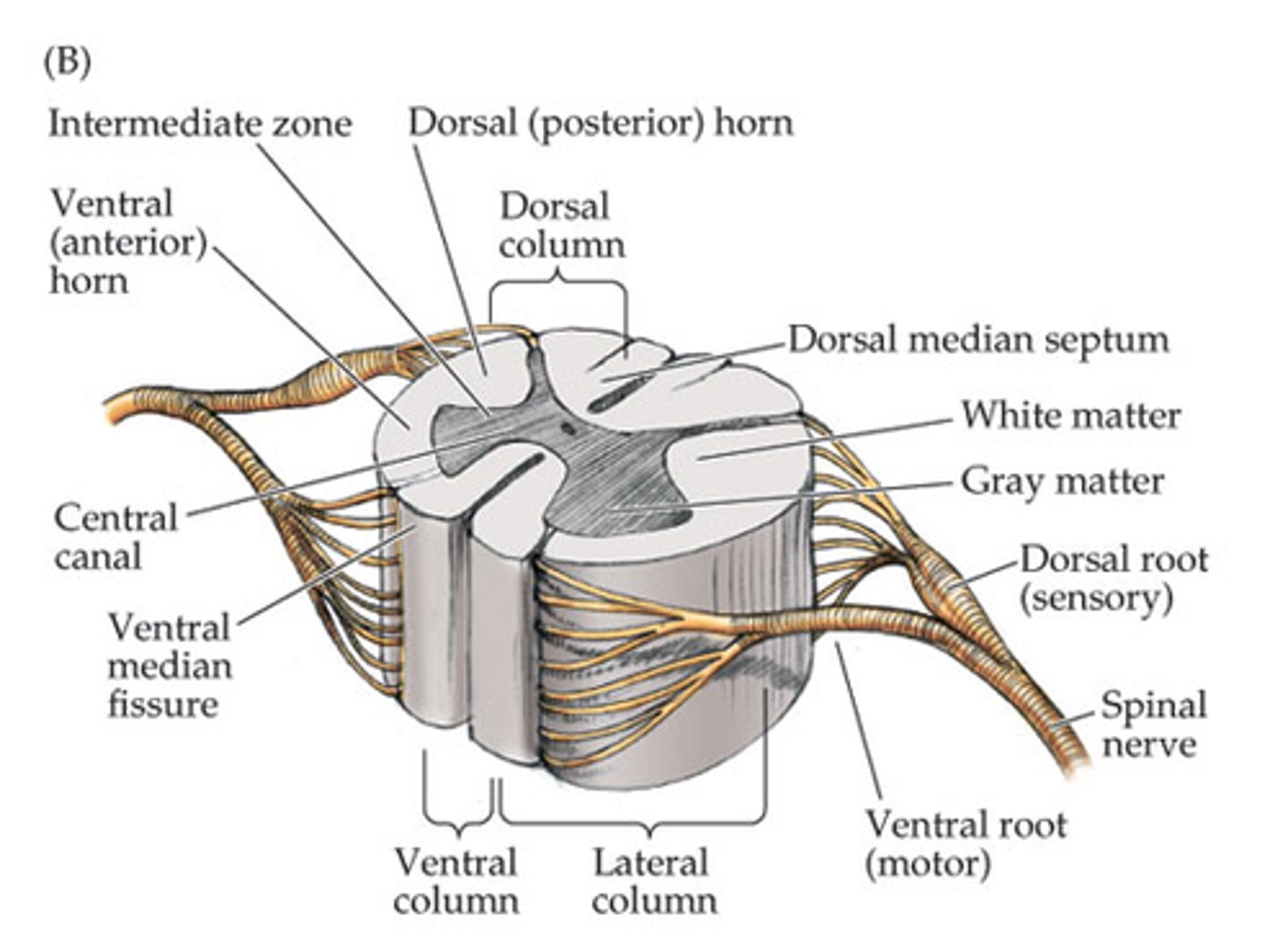 <p>- emerge from the spinal cord</p><p>- 31 pairs that carry inffomrtion through the PNS</p><p>- a spinal nerve is formed by the union of the posterior (sensory) and anterior (motor) roots of the spinal cord</p>