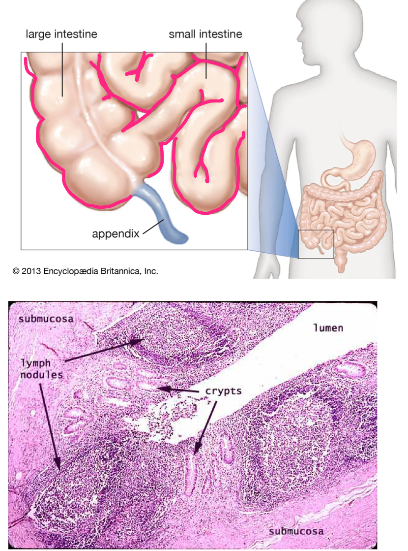 <p>tubular offshoot of the proximal large intestine with a HIGH CONCENTRATION OF LYMPHOID TISSUE</p><ul><li><p><strong>immune function </strong>like peyer’s patches (crypts and memory lymphocytes)</p></li><li><p>may have a role in <strong>repopulating normal flora </strong>after intestinal infections</p></li></ul><p></p>